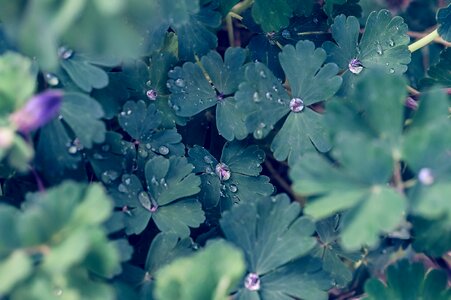 Flowers shizuku drop of water