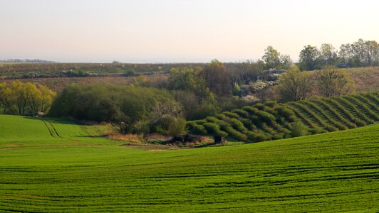Field tree village