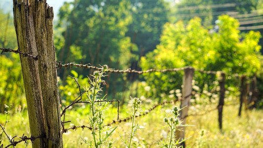 Plant landscape outdoor