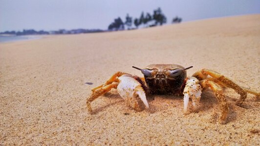Seashore sea crab photo