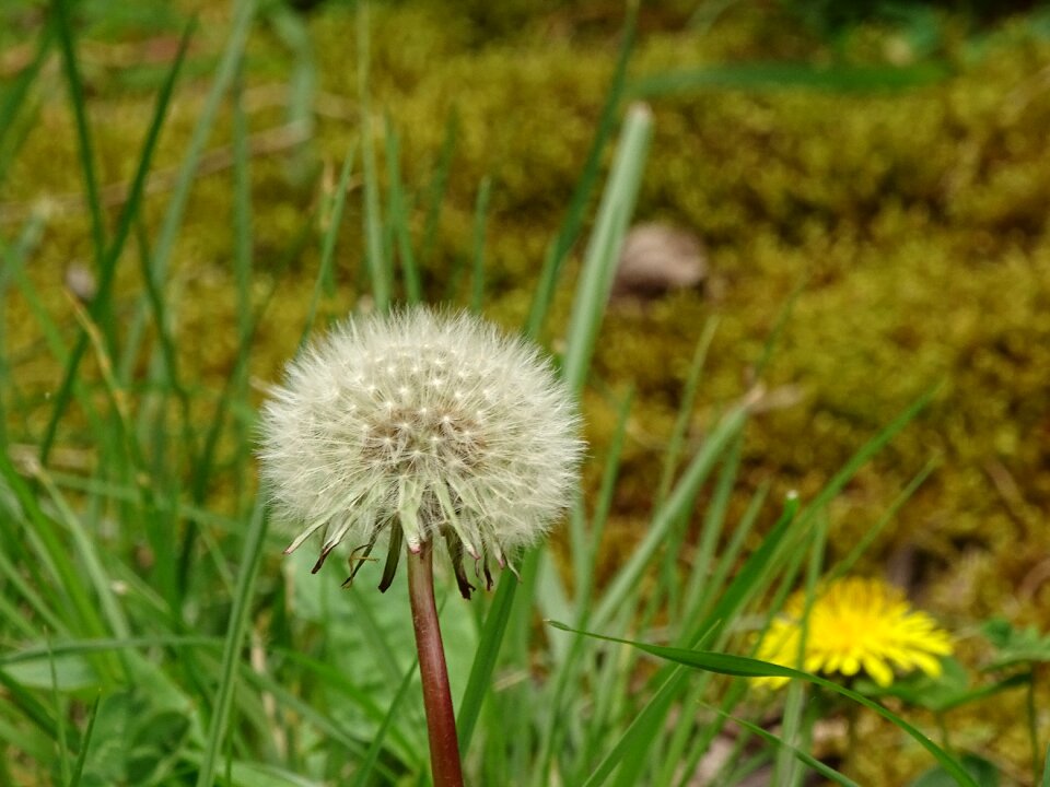 Lawn plant dandelion