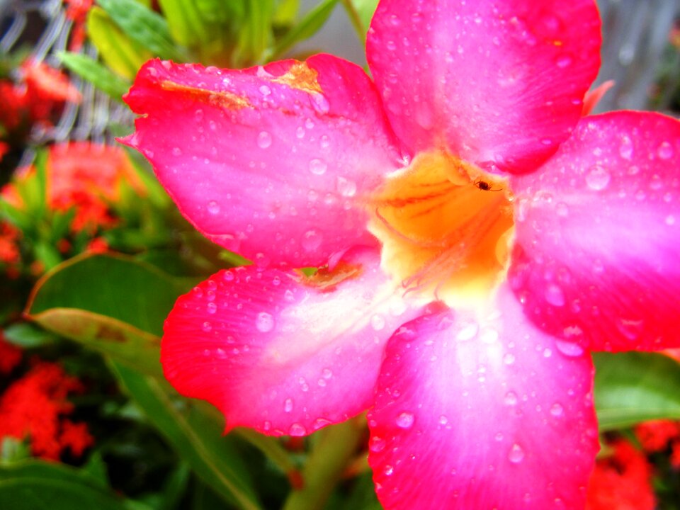 Flora blooming leaf