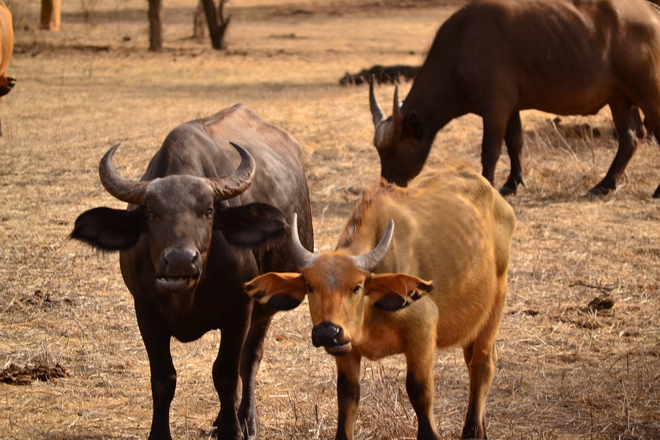 Mammal cattle bovine