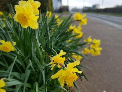 Narcissus flora photo
