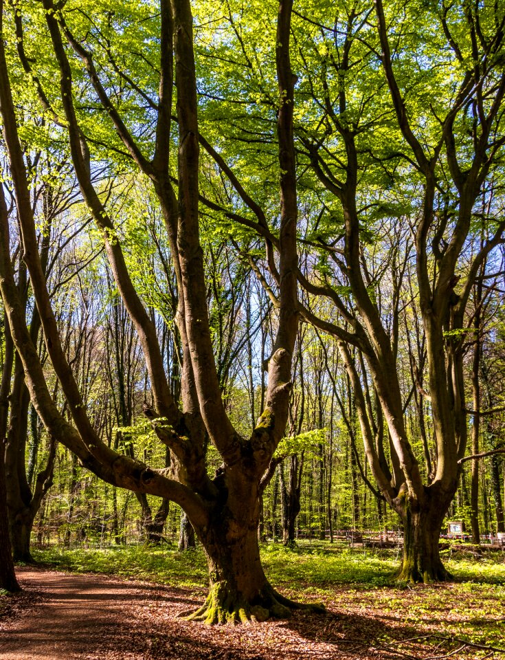Nature park forest