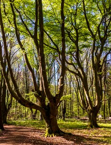 Nature park forest