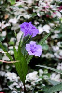 Flower nature leaf
