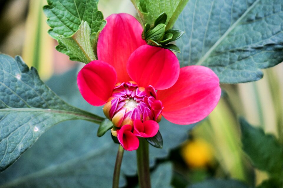 Flower garden outdoor