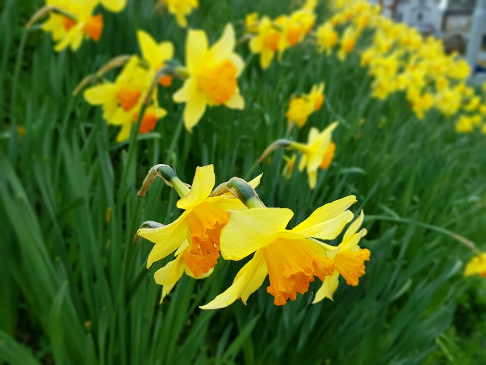 Garden grass daffodil