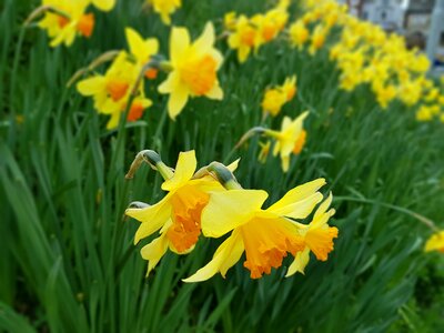 Garden grass daffodil