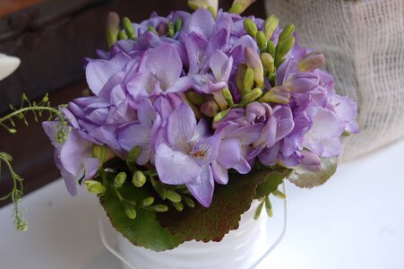 Plant vase floral photo