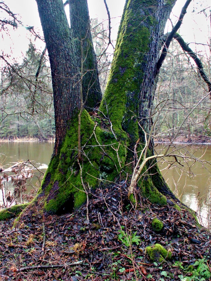 Plant landscape mosses