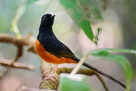 Orange black twigs