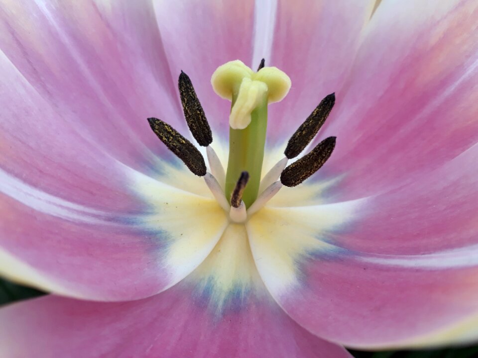 Plant garden flowers