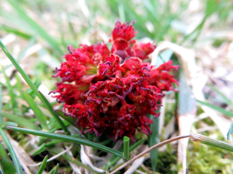 Seed spring bloom
