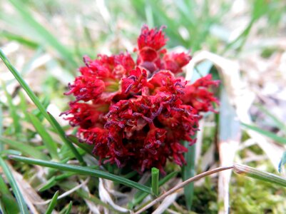 Seed spring bloom