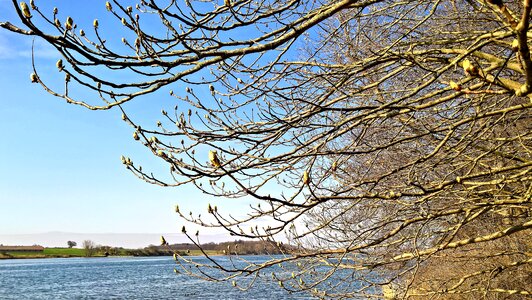 Tree branches tree buds spring