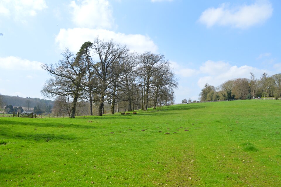 Panoramic tree countryside