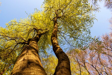 Nature park forest