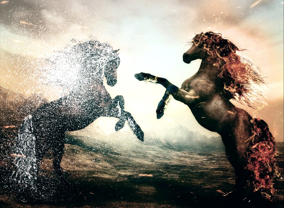 Pferdeportrait animals image editing