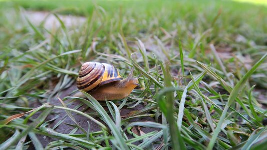Spring worm nature
