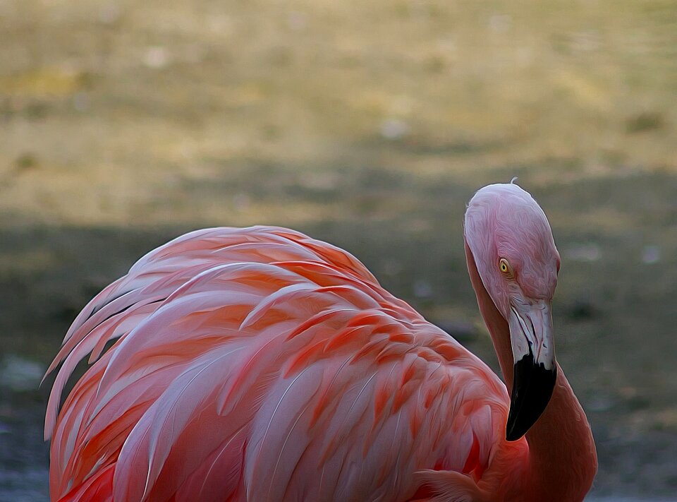 Nature animal world pink