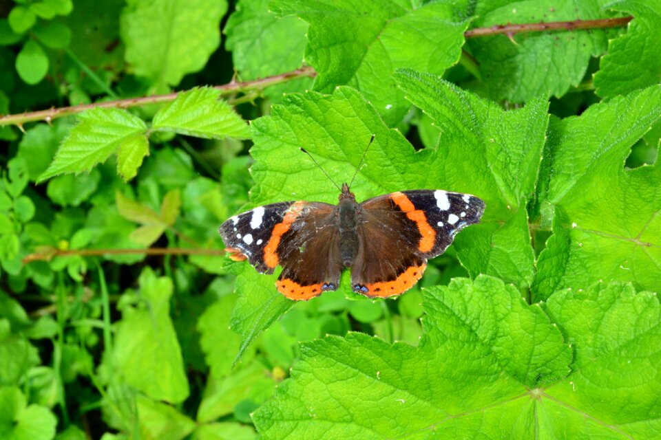 Summer wild life green
