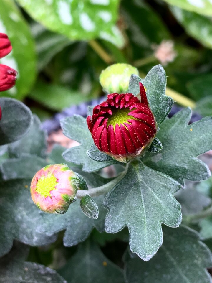 Garden flowers nature