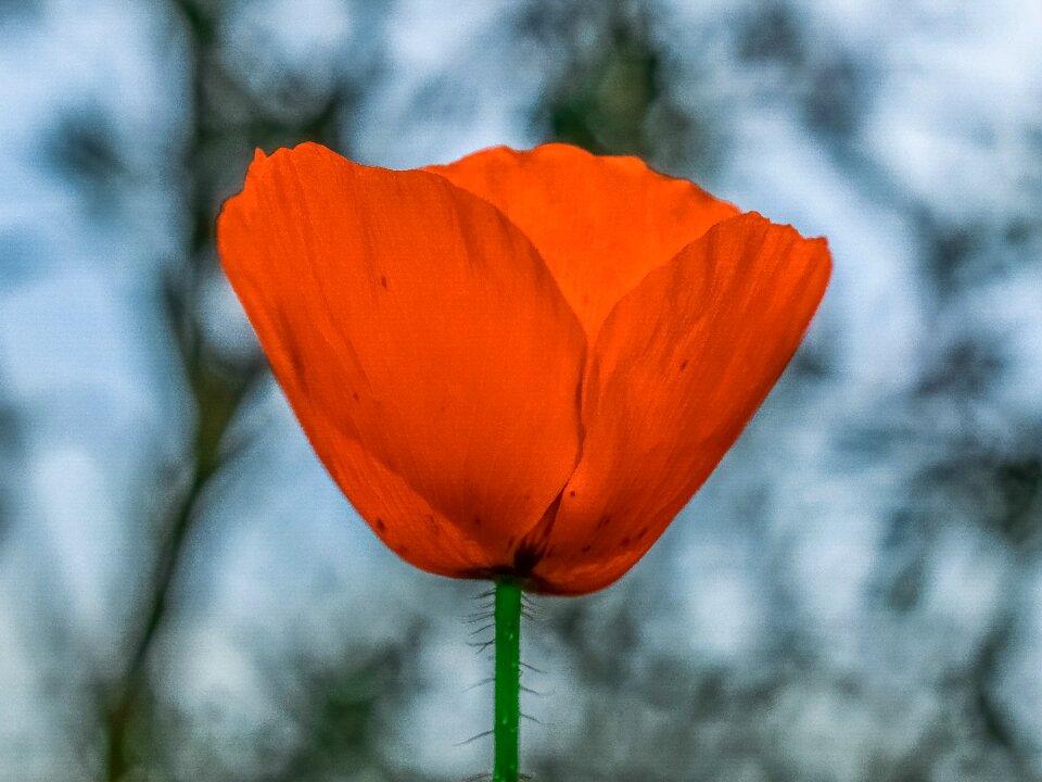 Flora poppy spring