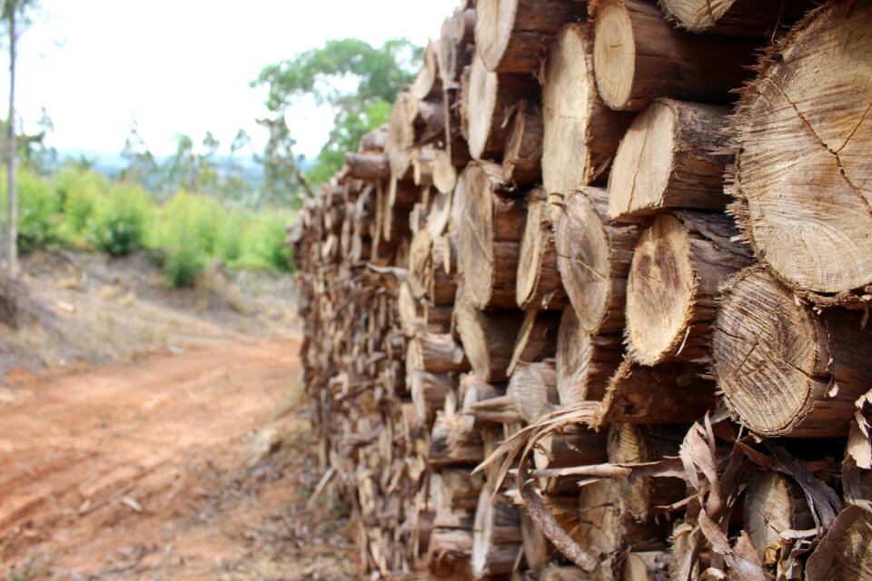Tree wood industry