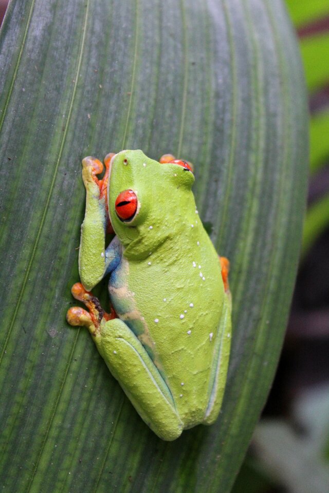 Tropical rainforest wildlife