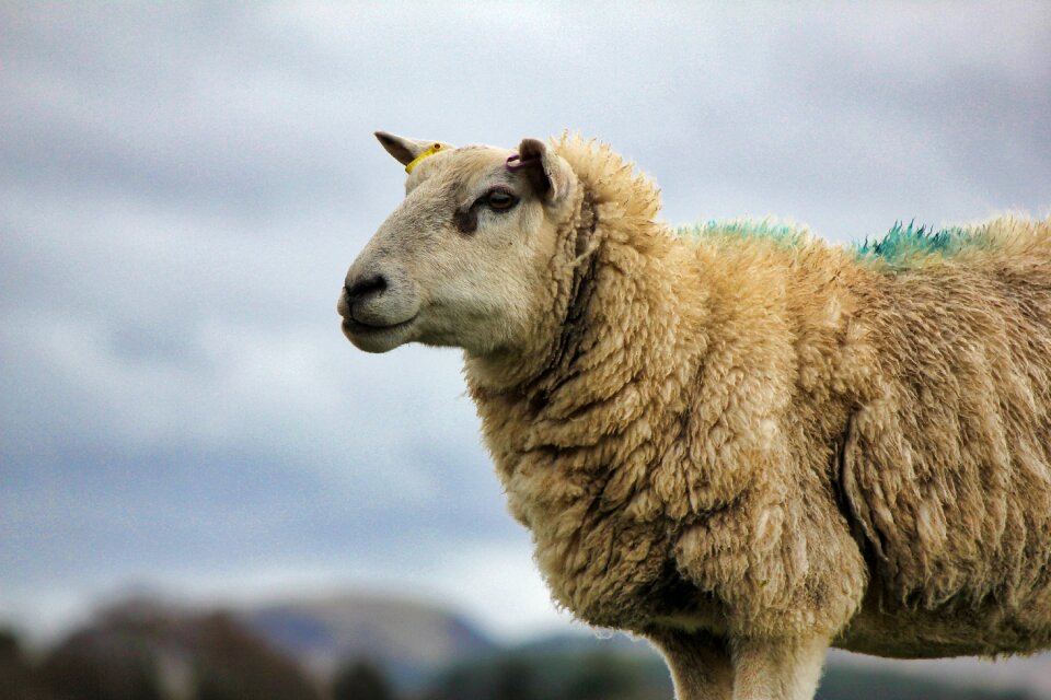Animal outdoors scotland
