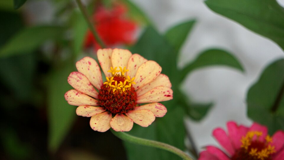 Garden summer petals photo