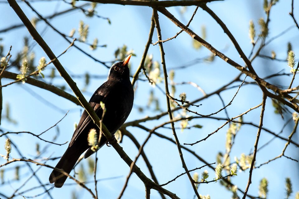 Nature tree animal world