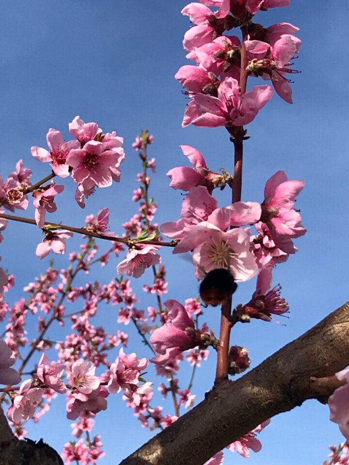 Branch peach plant