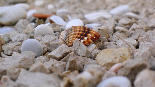 Pattern desktop background shell photo