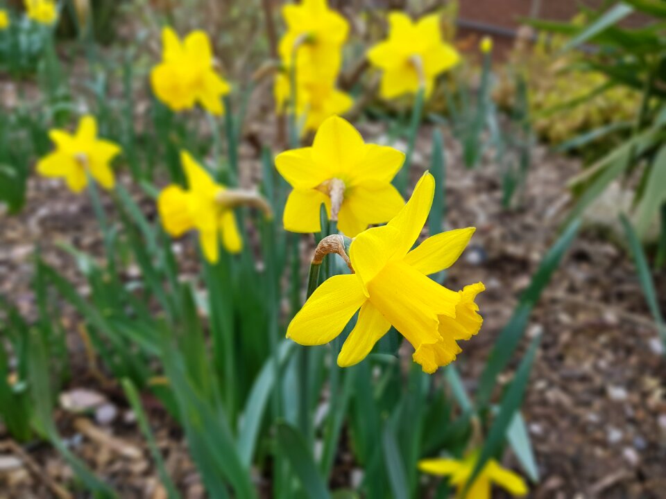 Daffodil leaf narcissus