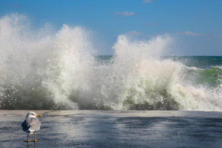 Wave seagull spray