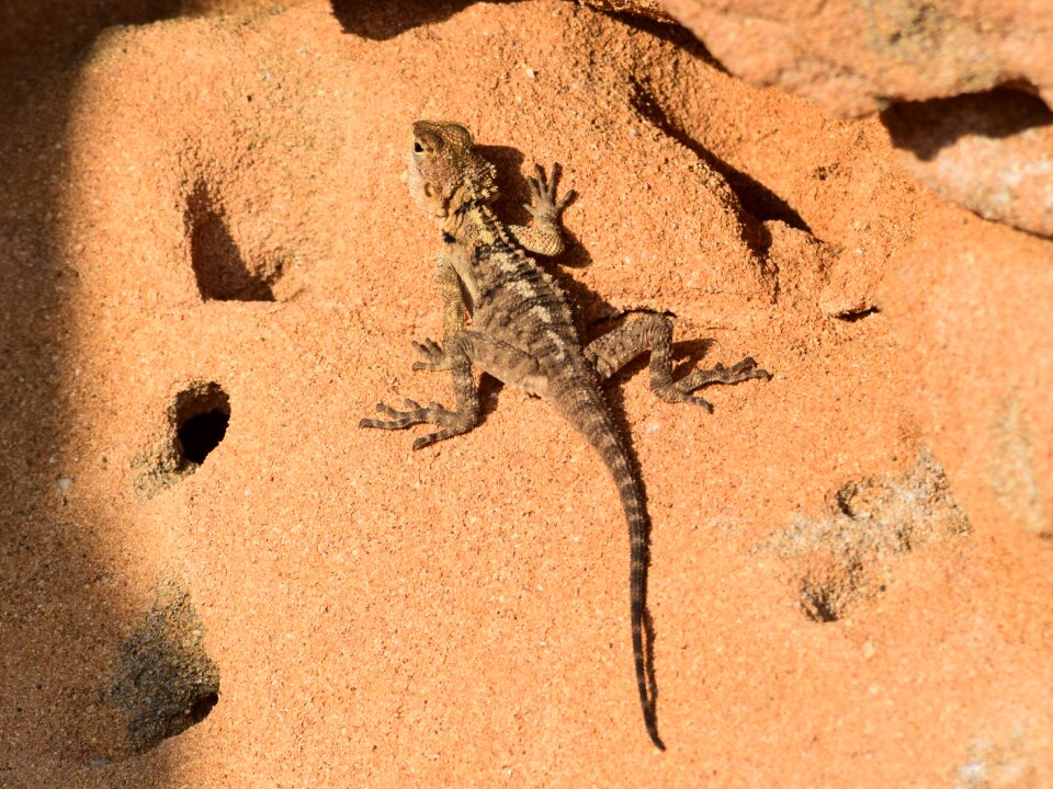 Lizard wildlife animal