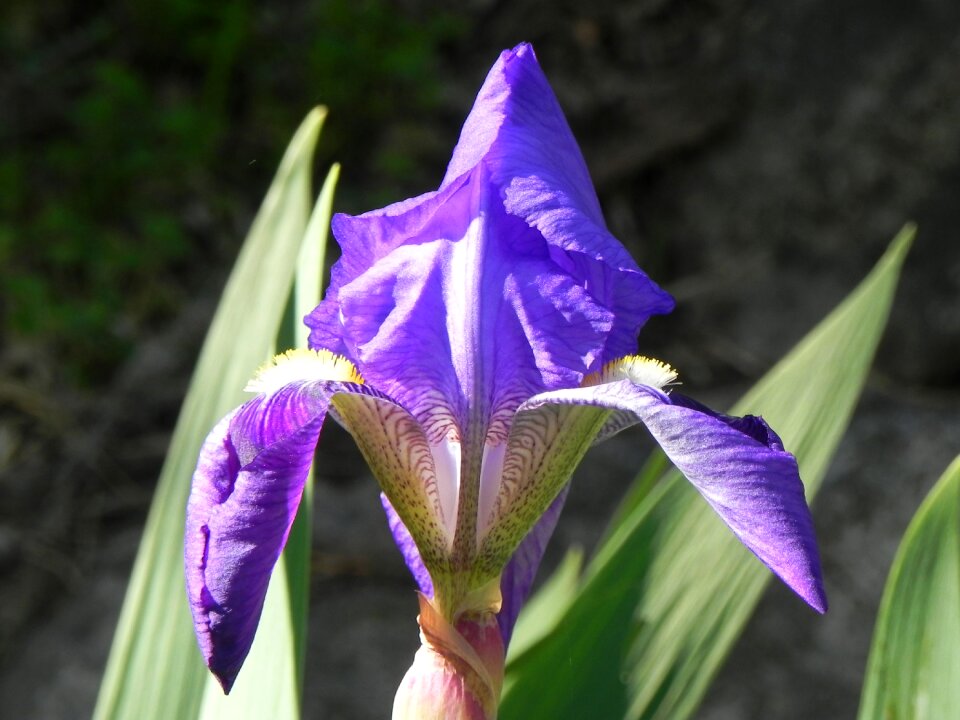 Leaf outdoors purple
