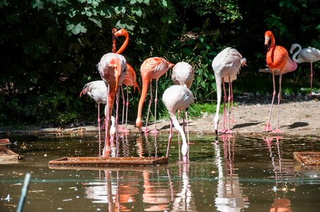Waters flamingo animal world