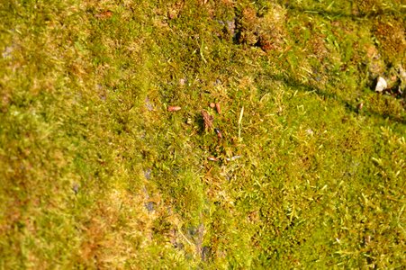 Grass soil moss