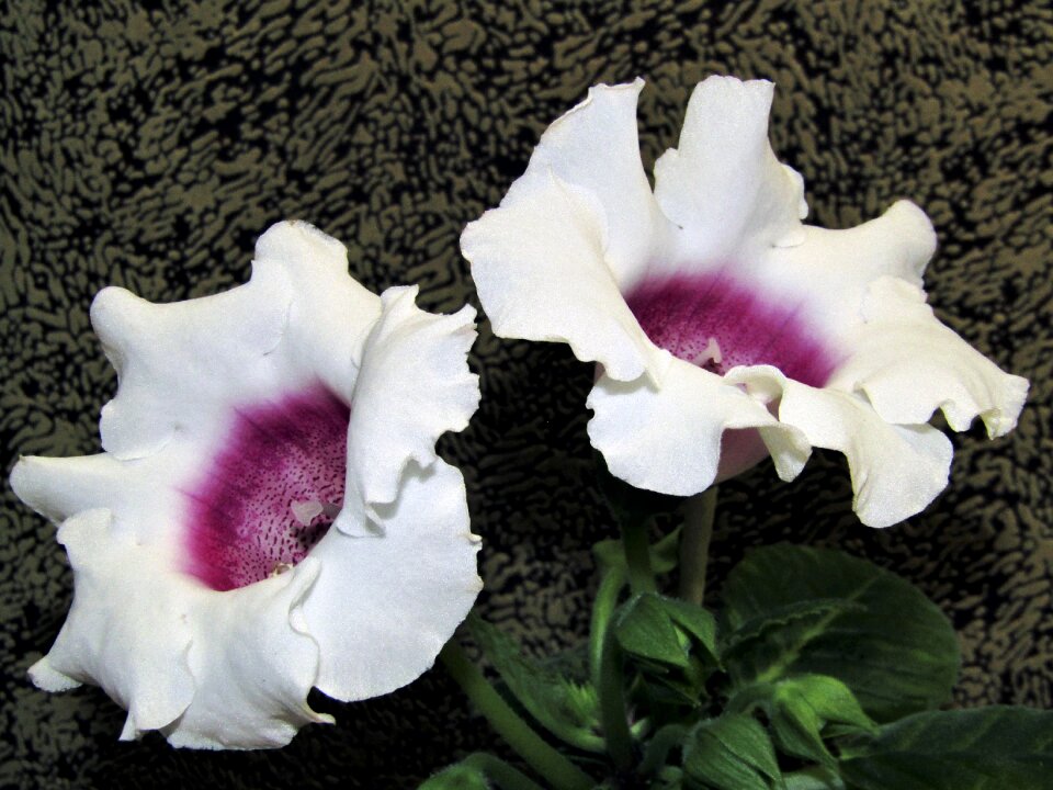 Petal sheet blooming