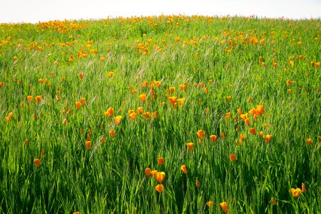 Field flora poppy