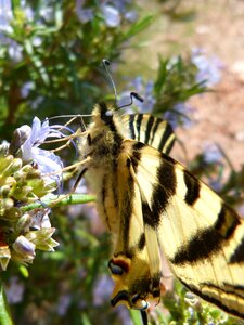 Xuclallet papallona zebrada butterfly