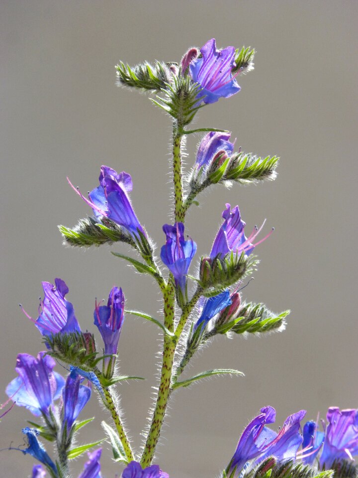 Foxglove blue grass llengua de bou