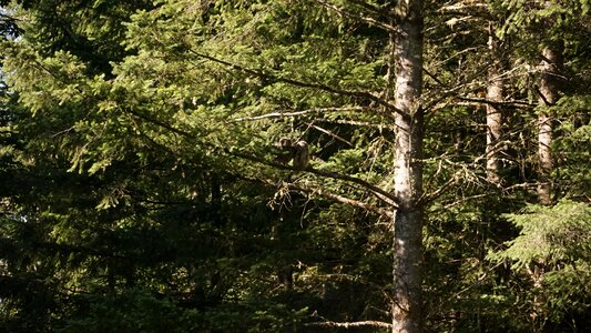Landscape owl owls