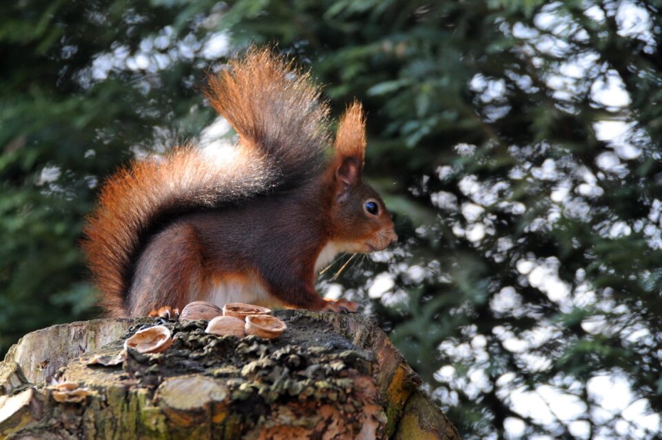 Nature rodent animal world