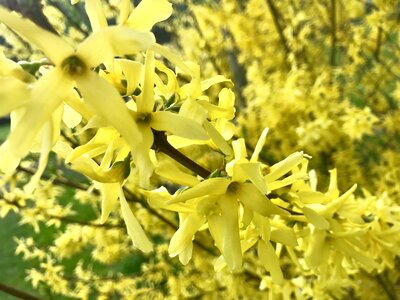 Bush spring awakening