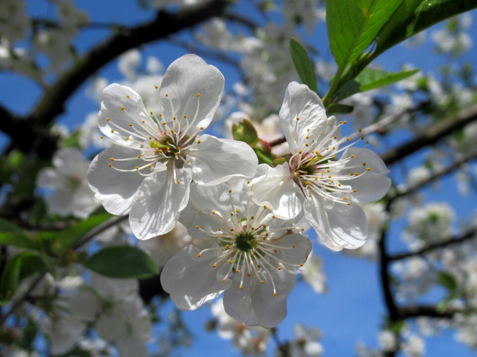 Spring sour cherry Free photos